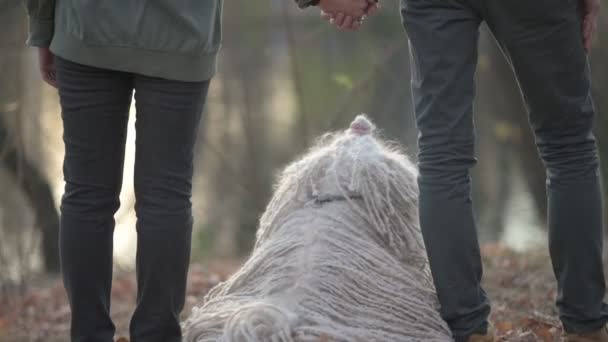 Jovem Mulher Mãos Dadas Parque Outono Seu Cão Encaracolado Engraçado — Vídeo de Stock