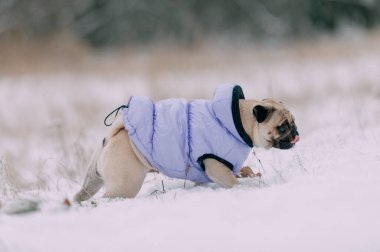 Portrait of a cute warmly dressed pug dog in a winter park.