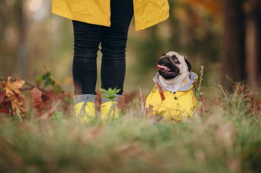 Köpek sahibiyle yürüyor. Sonbahar parkında sarı yağmurluk giymiş küçük bir köpek. Şirin bir köpek yavrusu sahibinin ayaklarının dibinde oturur. Yakın plan..