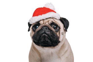 Cute pug in a red hat looks at the camera. Portrait of a pug, isolated on a white background.