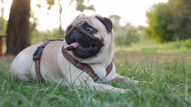 An adult cute pug lies on the grass and breathes heavily after a walk.