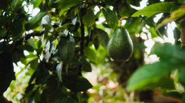Aguacate o palta en un arbol 