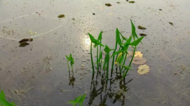 Green Arrow Arum,  is an aquatic perennial forming a clump of long-stalked, arrow-shaped, glossy, dark green leaves