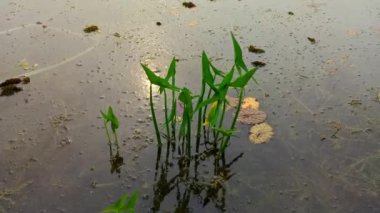 Green Arrow Arum,  is an aquatic perennial forming a clump of long-stalked, arrow-shaped, glossy, dark green leaves