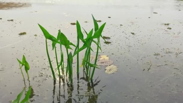 Green Arrow Arum Aquatic Perennial Forming Clump Long Stalked Arrow — стоковое видео