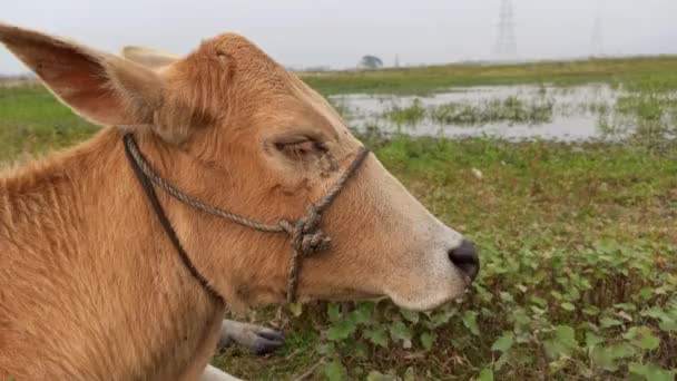 Indian Breed Cow Close View — Αρχείο Βίντεο