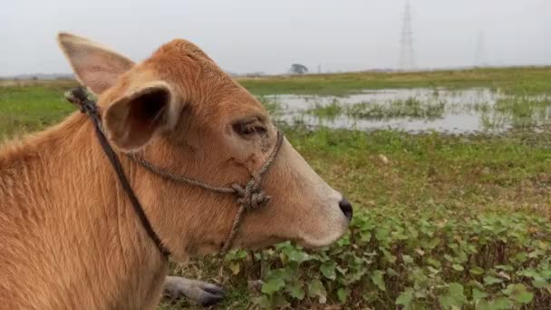 Indian Breed Cow Close View — 图库视频影像