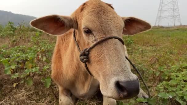 Indian Breed Cow Close View — Stok video
