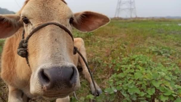 Indian Breed Cow Looking Camera Close View — Stok video