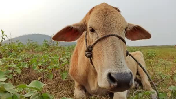 Indian Breed Cow Looking Camera Close View — ストック動画