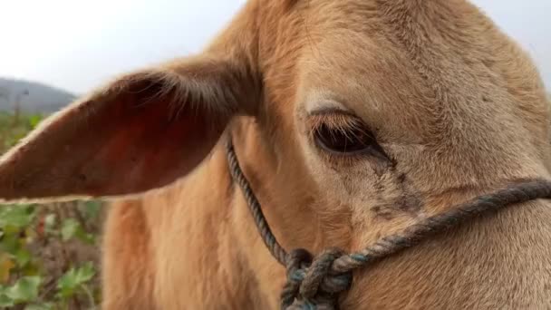 Indian Breed Cow Eye Close View — Vídeo de Stock