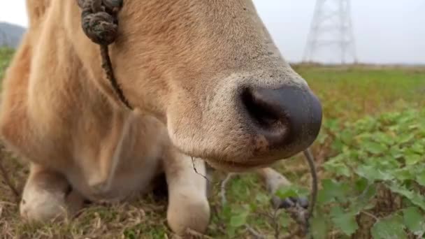 Indian Breed Cow Nose Close View — Stockvideo