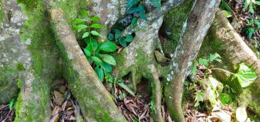 Büyük ağaç gövdeleri ve kökleri yeşil dağ ormanlarının ortasında yosunlarla kaplıdır..