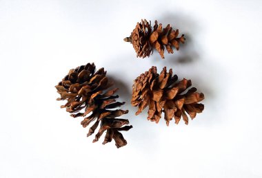 Güzel kozalak ya da çam kozalağı çiçekleri (bunga pinus) beyaz arka planda izole edilmiştir..