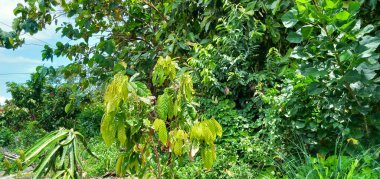 Ormandaki yeşil yaprakların tam kare fotoğrafı..