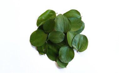 Beyaz arka planda Daun Bidara veya Ziziphus Mauritiana. 