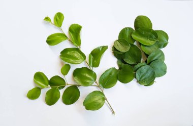 Beyaz arka planda Daun Bidara veya Ziziphus Mauritiana. 