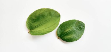 Beyaz arka planda Daun Bidara veya Ziziphus Mauritiana. 