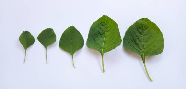 Amaranthus viridis, yeşil Amaranth yaprakları veya bayam hijau beyaz arka planda izole edilmiştir. Büyüme kavramı.
