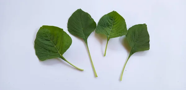 Amaranthus viridis, Green Amaranth leaves or bayam hijau isolated on white background. Growth concept.