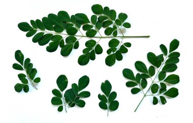 Yeşil moringa yaprakları dalı (Kelor, daun Kelor), beyaz arka planda izole tropikal bitkiler
