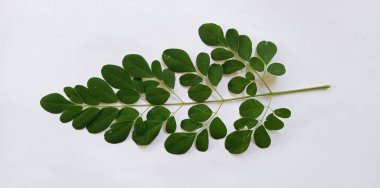 Yeşil moringa yaprakları dalı (Kelor, daun Kelor), beyaz arka planda izole tropikal bitkiler