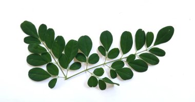 Yeşil moringa yaprakları dalı (Kelor, daun Kelor), beyaz arka planda izole tropikal bitkiler