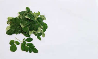 Yeşil moringa yaprakları dalı (Kelor, daun Kelor), kopyalanmış beyaz arkaplan üzerinde izole tropikal otlar.