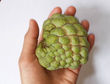 Srikaya meyvesi (Annona squamosa) ya da organik elma srikaya meyvesi, Annona familyasına ait bir bitki türü. Meyve tutarken.