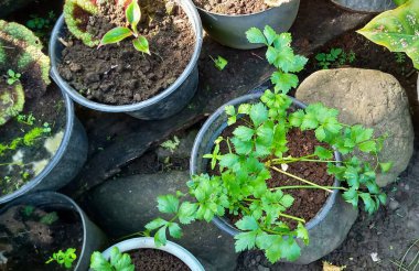 Kereviz ya da bahçede saksıda yetişen Daun Seledri..