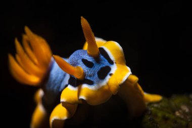 Endonezya 'nın Sulawesi adasında Lembeh' de makro dalış yaparken mercan resifinde çıplak dal