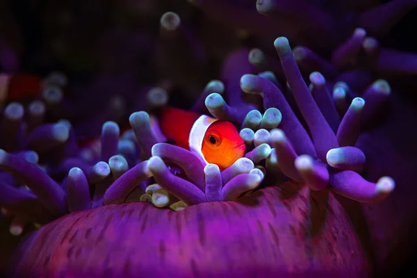 Anemone Fish Coral Reef While Macro Diving Lembeh Island Sulawesi — Stock Photo, Image