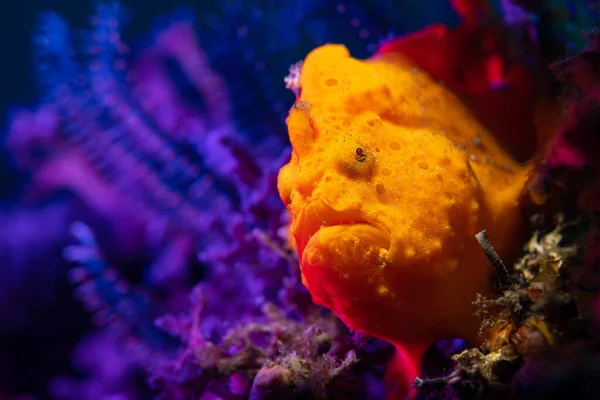 Frogfish Anglerfish Coral Reef Lembeh Island Sulawesi Indonesia — Stock Photo, Image