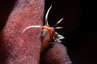 Makro su altı sümüklü böceği.