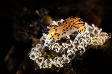 Makro su altı sümüklü böceği.