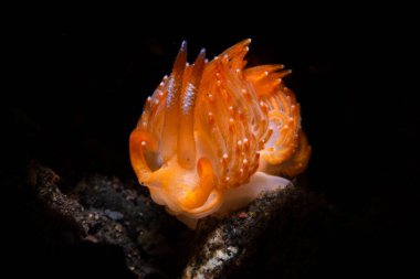 Halgerda stricklandi çıplak dalışı, Phi Phi Adaları, Tayland 'da tüplü dalış