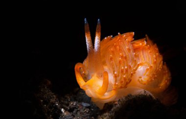 Halgerda stricklandi çıplak dalışı, Phi Phi Adaları, Tayland 'da tüplü dalış