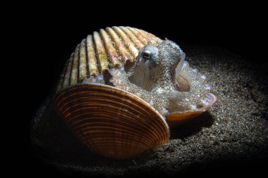 Coconut Octopus hiding in shells on sandy bottom. Underwater image taken scuba diving in Indonesia.