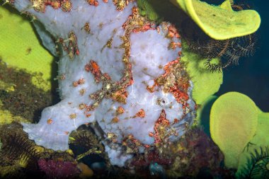 Kurbağa balığı (