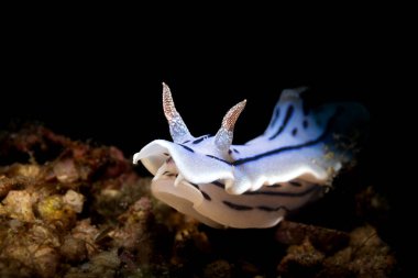 Kromodoris willani, Kromodorgiller (Chromodorididae) familyasından bir deniz sümüklüböceği türüdür..