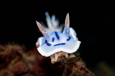 Kromodoris willani, Kromodorgiller (Chromodorididae) familyasından bir deniz sümüklüböceği türüdür..