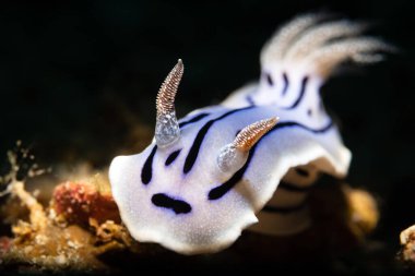 Kromodoris willani, Kromodorgiller (Chromodorididae) familyasından bir deniz sümüklüböceği türüdür..