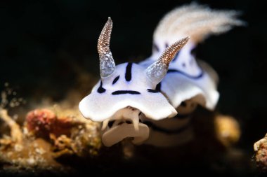 Kromodoris willani, Kromodorgiller (Chromodorididae) familyasından bir deniz sümüklüböceği türüdür..