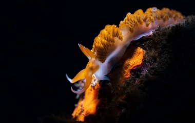 beautiful view of sea slug at coral reefs, underwater sea life concept