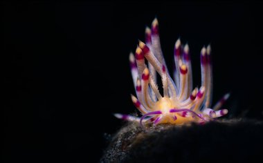 beautiful view of sea slug at coral reefs, underwater sea life concept