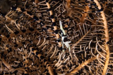 The crown-of-thorns starfish, Acanthaster planci, is a large starfish that preys upon hard, or stony, coral polyps.