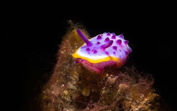 stock image Macro shot of sea slug, underwater life in coral reefs