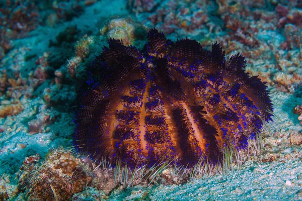 Sea cucumber on the coral reef at Indonesia