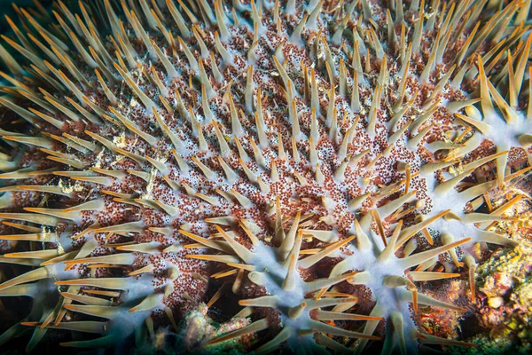 Crown Thorns Starfish Acanthaster Planci Large Starfish Preys Hard Stony — Stock Photo, Image