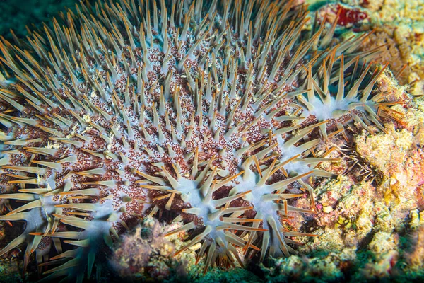 Crown Thorns Starfish Acanthaster Planci Large Starfish Preys Hard Stony — Stock Photo, Image